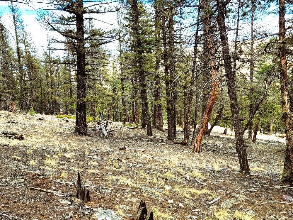 1941 Redhill Road Fairplay, CO 80440 - Photo 41 of 50