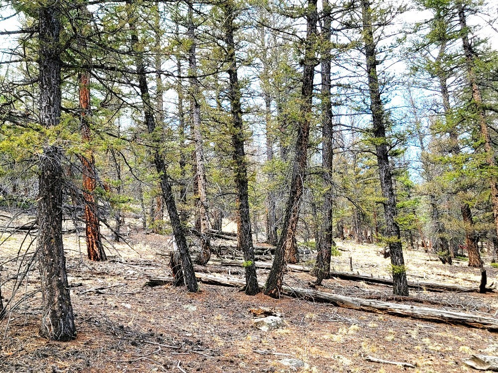 1941 Redhill Road Fairplay, CO 80440 - Photo 42 of 50