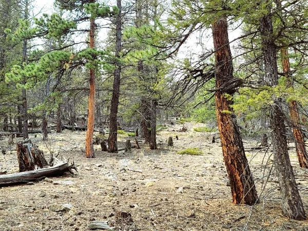 a view of a yard with street
