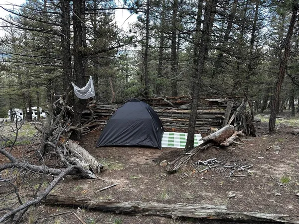 a view of a park with large trees