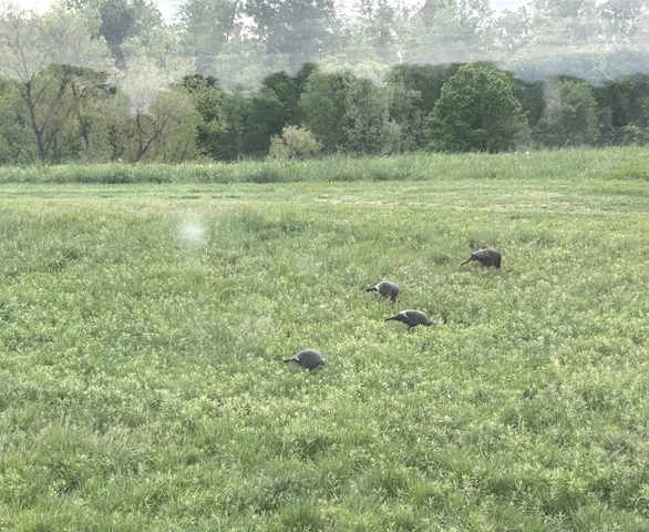 $1,200,000 | 6108 Webb Store Road, Hornbeak, TN 38232