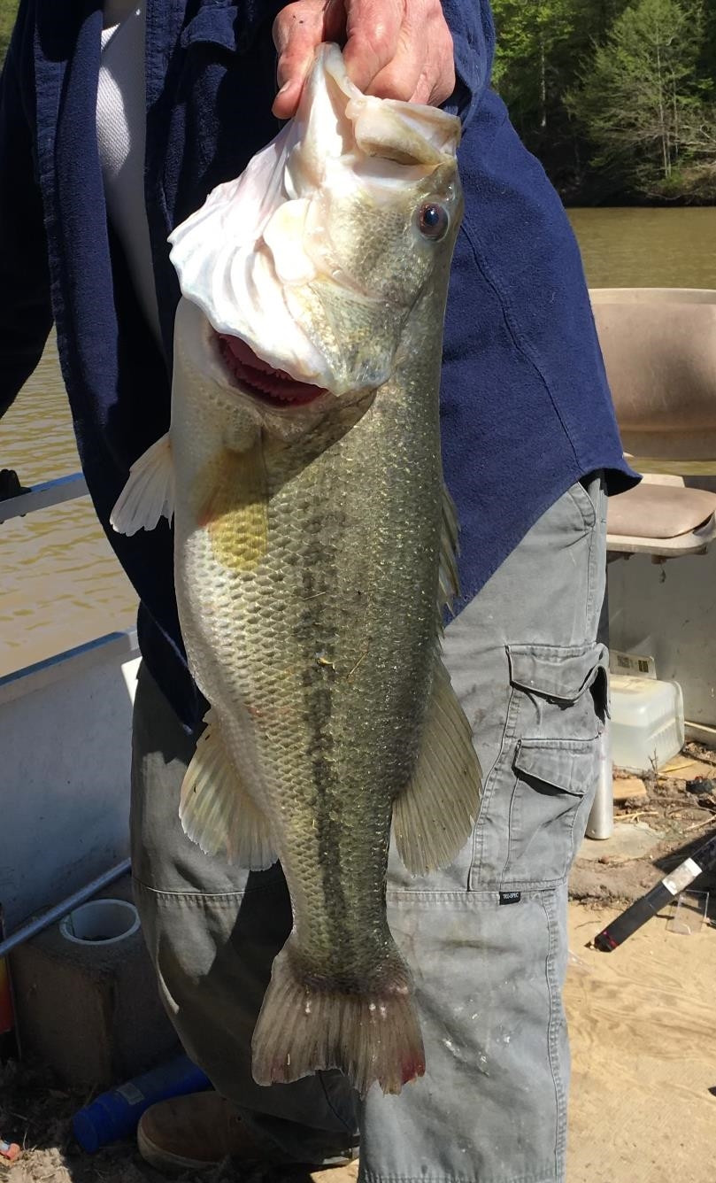 6108 Webb Store Road Hornbeak, TN 38232 - Photo 33 of 36 Photo 33