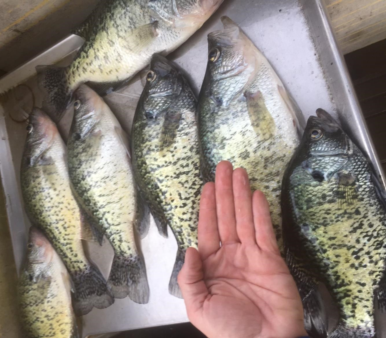 6108 Webb Store Road Hornbeak, TN 38232 - Photo 34 of 36 Photo 34