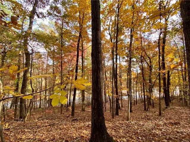 a backyard of a house with lots of trees