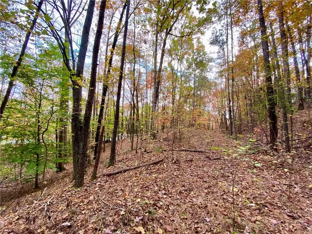 a view of a yard with plants and trees