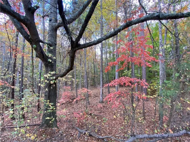 a view of a yard with large trees