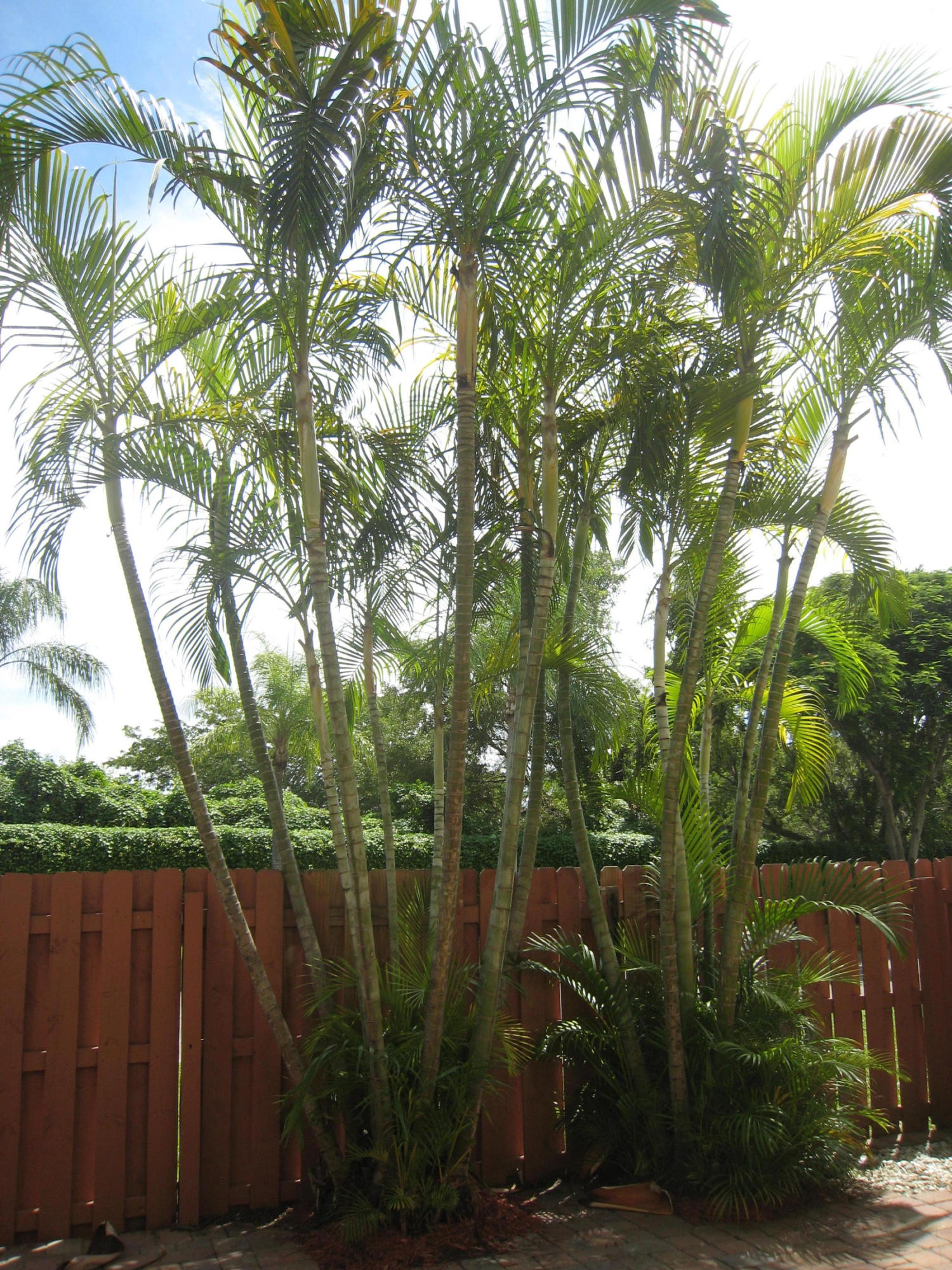 16412 Melon Way Delray Beach, FL 33484 - Photo 26 of 36 IMG_8372