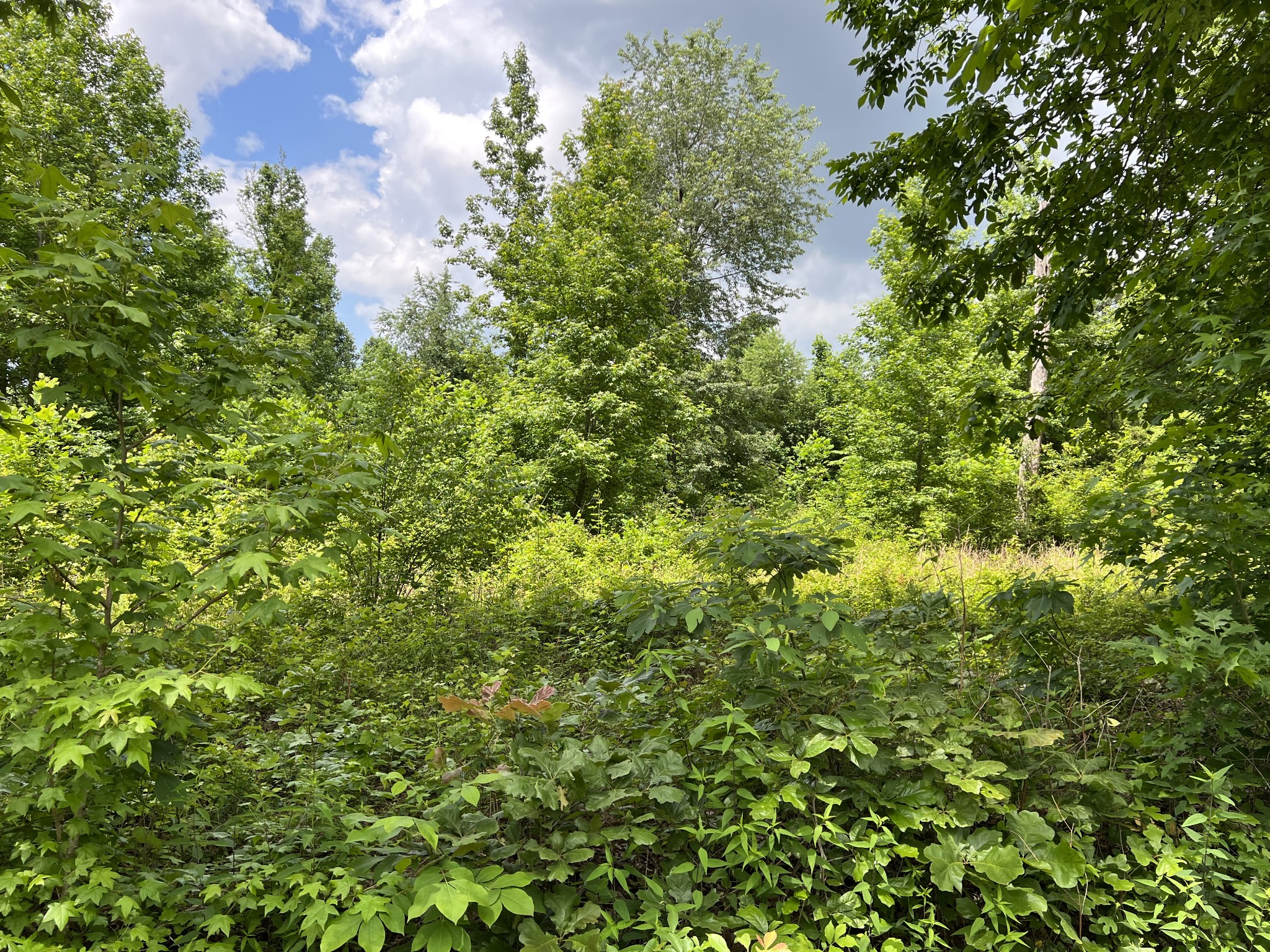 0 Post Oak Road Belvidere, TN 37306 - Photo 14 of 15 Gallery Image 14