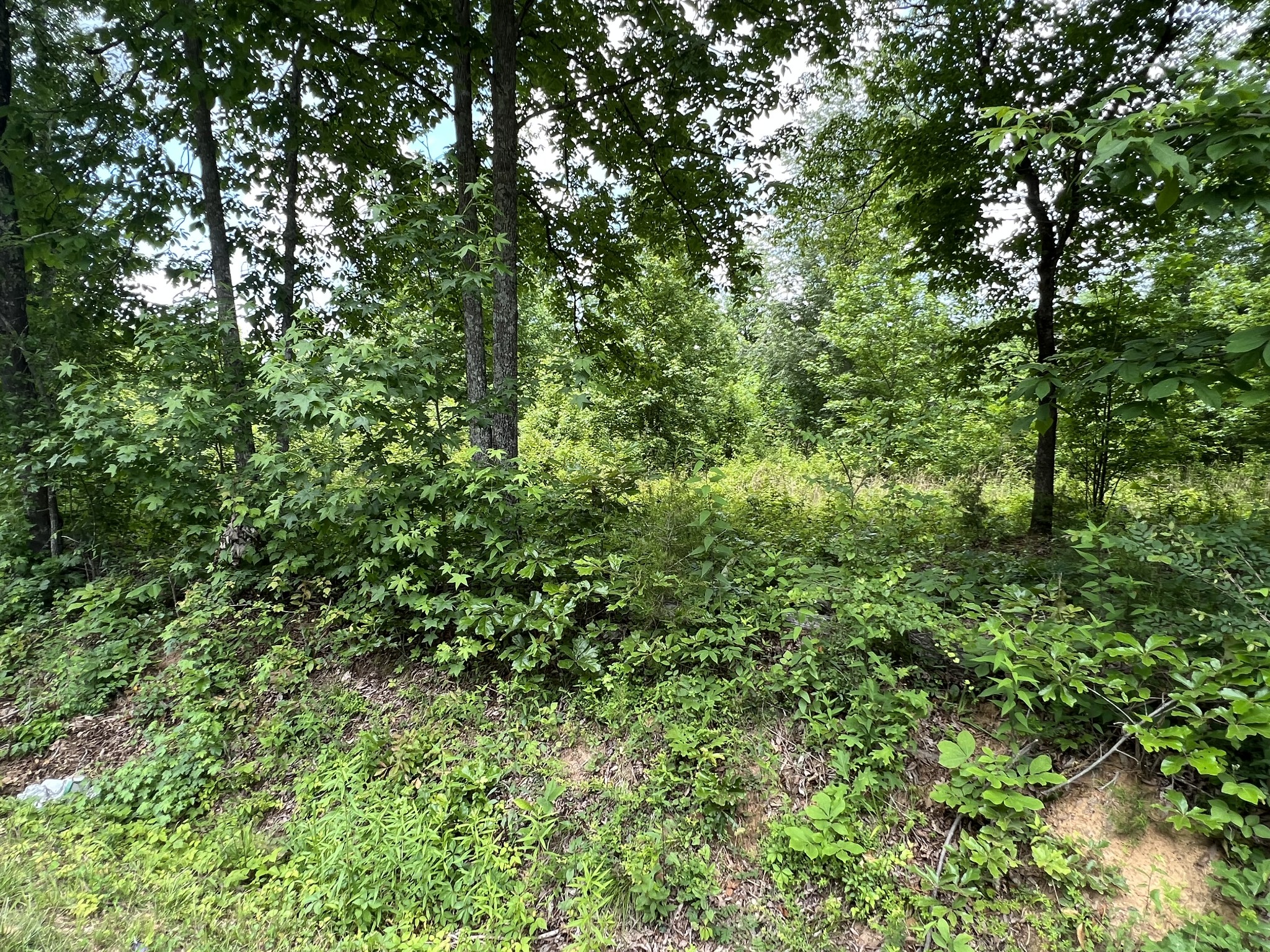 0 Post Oak Road Belvidere, TN 37306 - Photo 15 of 15 Gallery Image 15