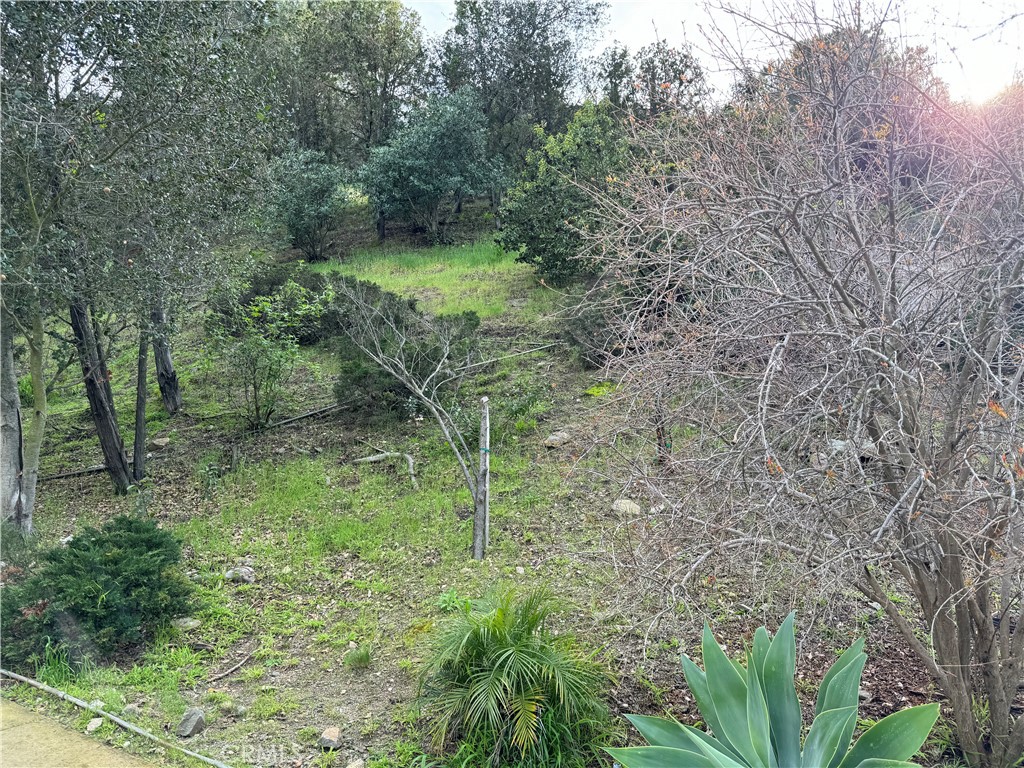 2485 Jupiter Drive Los Angeles, CA 90046 - Photo 6 of 12 a view of a lush green forest