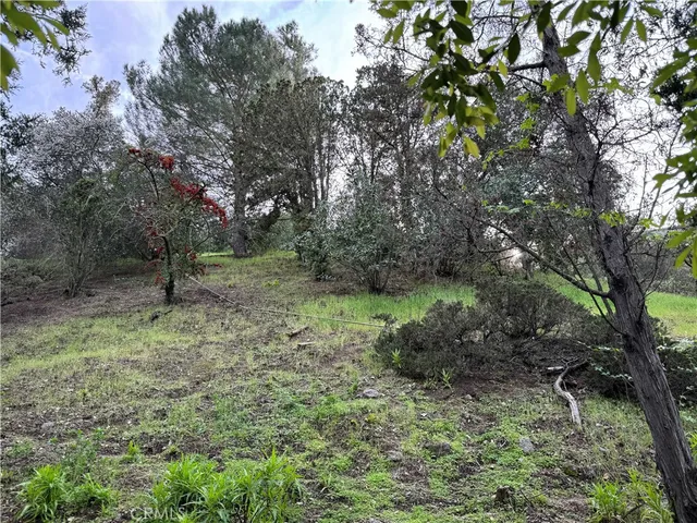 a ground with lots of trees