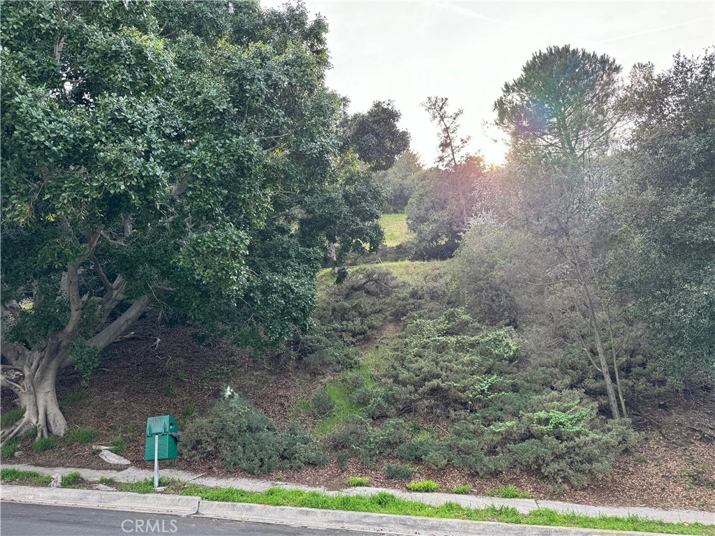2485 Jupiter Drive Los Angeles, CA 90046 - Photo 8 of 12 a view of a yard with trees