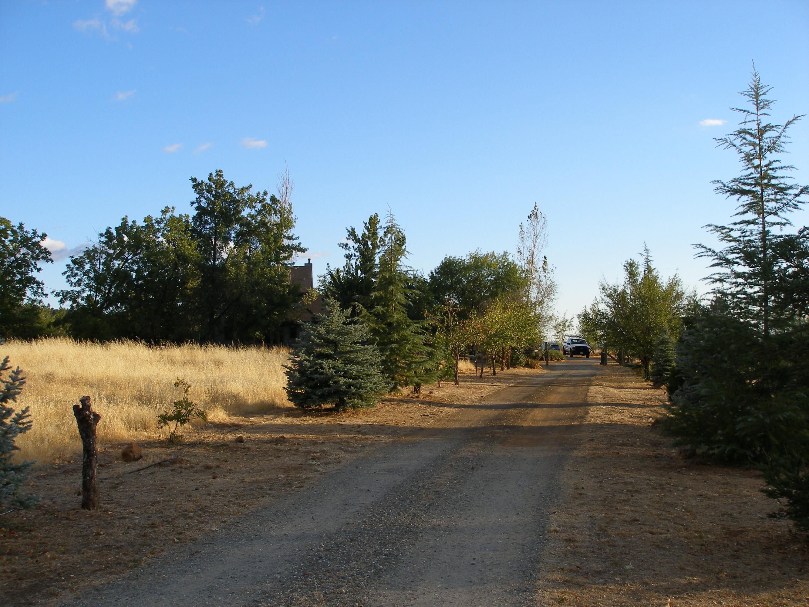32135 Rock Creek Road Manton, CA 96059 - Photo 15 of 65 Driveway View 2
