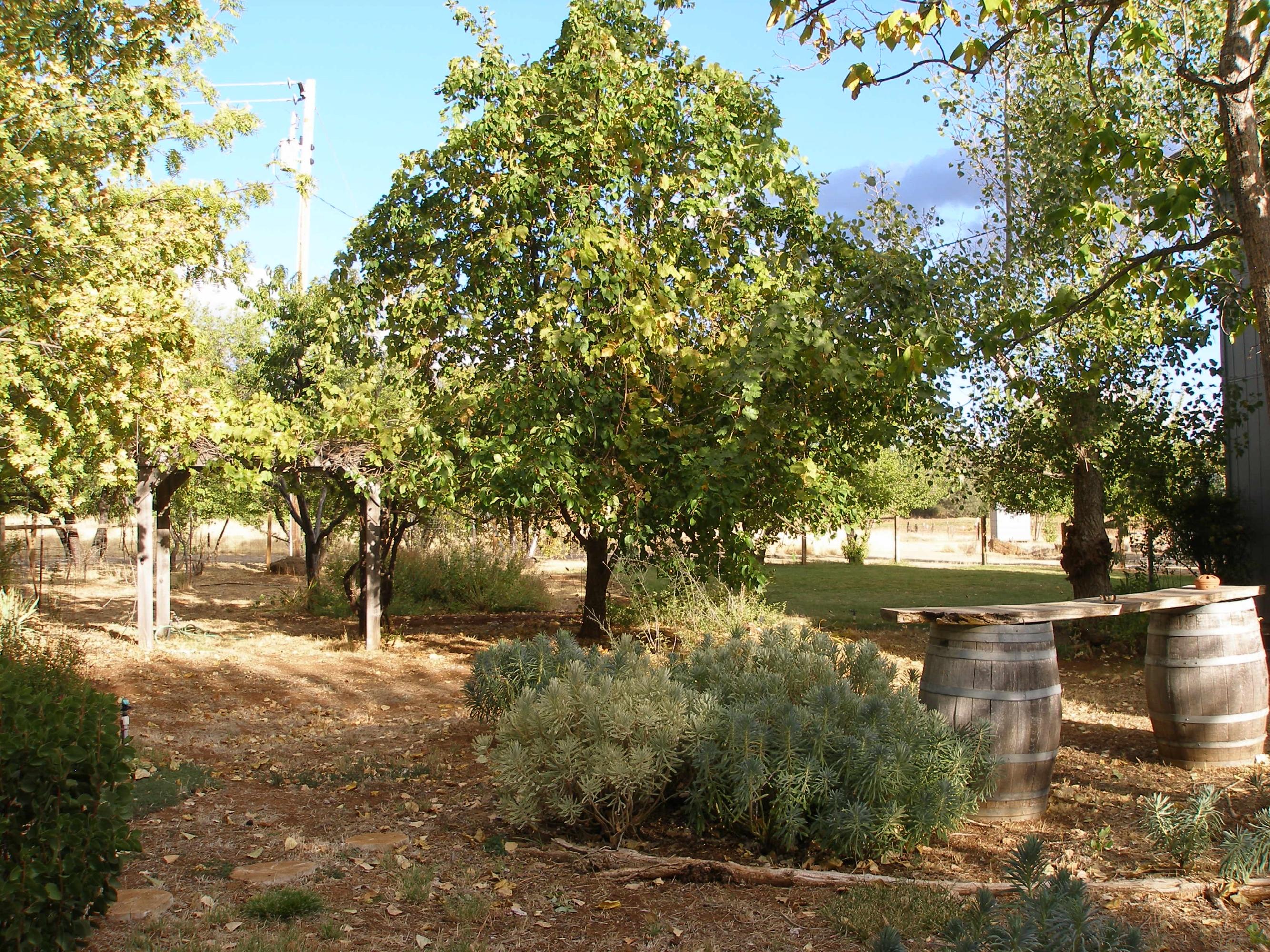 32135 Rock Creek Road Manton, CA 96059 - Photo 51 of 65 a view of yard with green space