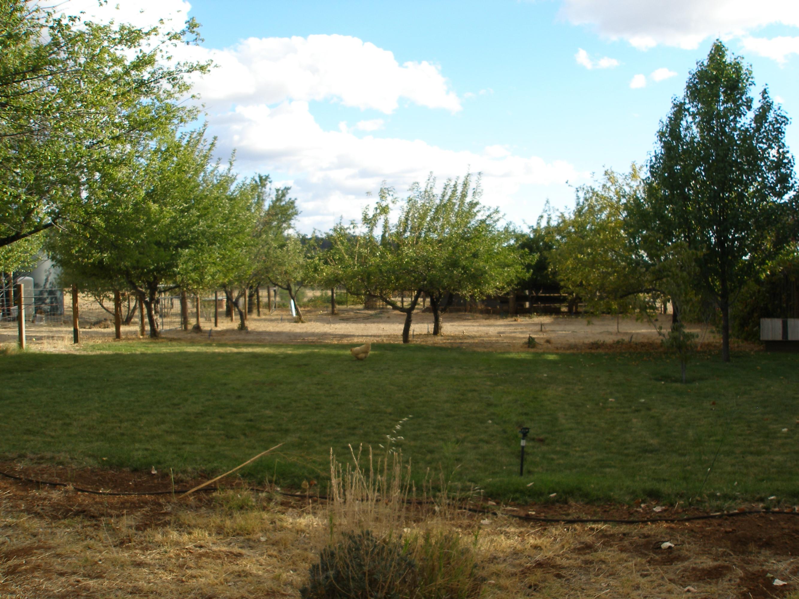 32135 Rock Creek Road Manton, CA 96059 - Photo 53 of 65 Lush Lawns/ Fruit & Nut Trees