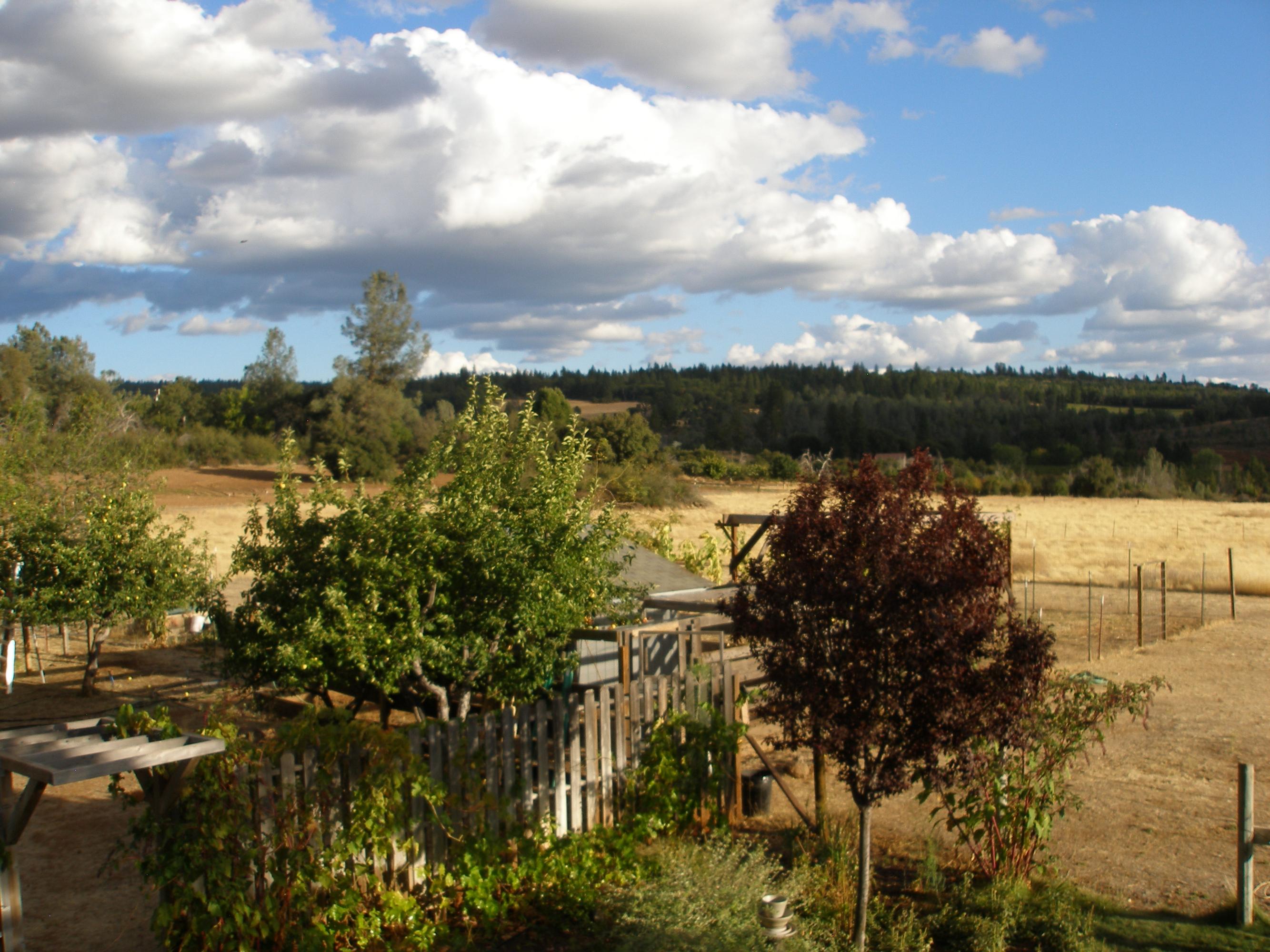 32135 Rock Creek Road Manton, CA 96059 - Photo 62 of 65 View Of Garden Area/Chicken Coop