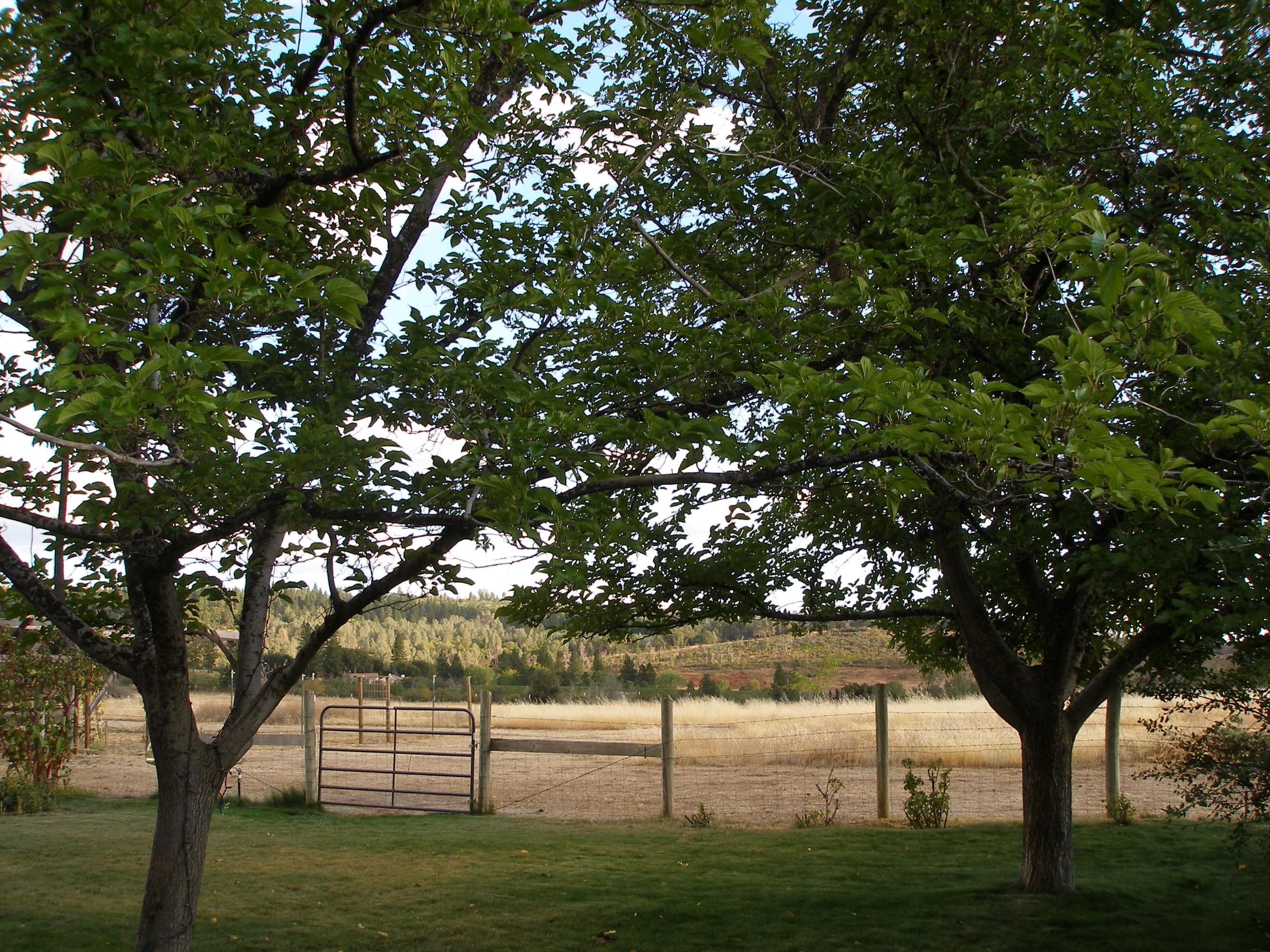 32135 Rock Creek Road Manton, CA 96059 - Photo 65 of 65 a view of yard with trees