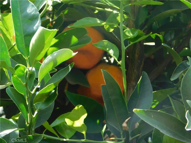 a view of banana tree