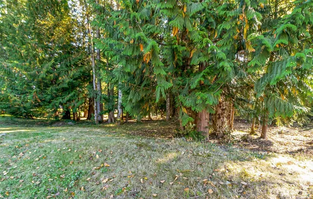 a view of a trees in a yard
