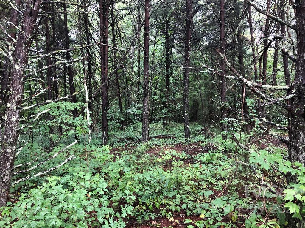 0 Pearidge Road Forest City, NC 28043 - Photo 3 of 7 a view of a lush green forest