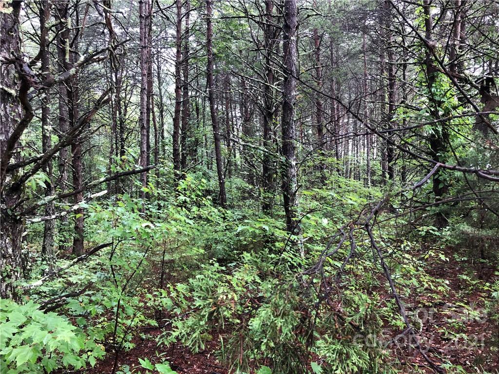 0 Pearidge Road Forest City, NC 28043 - Photo 4 of 7 a view of a forest with lots of trees