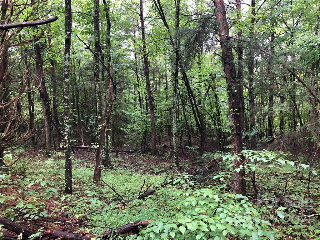 0 Pearidge Road Forest City, NC 28043 - Photo 6 of 7 a green field with lots of trees