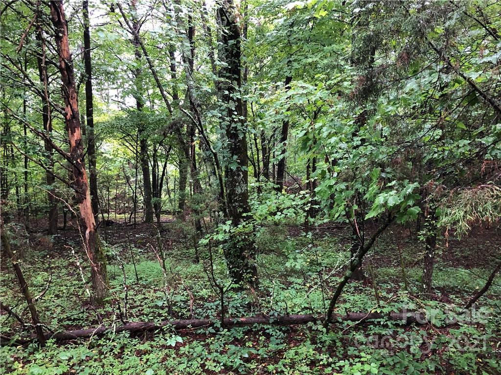 0 Pearidge Road Forest City, NC 28043 - Photo 7 of 7 a view of a forest filled with trees