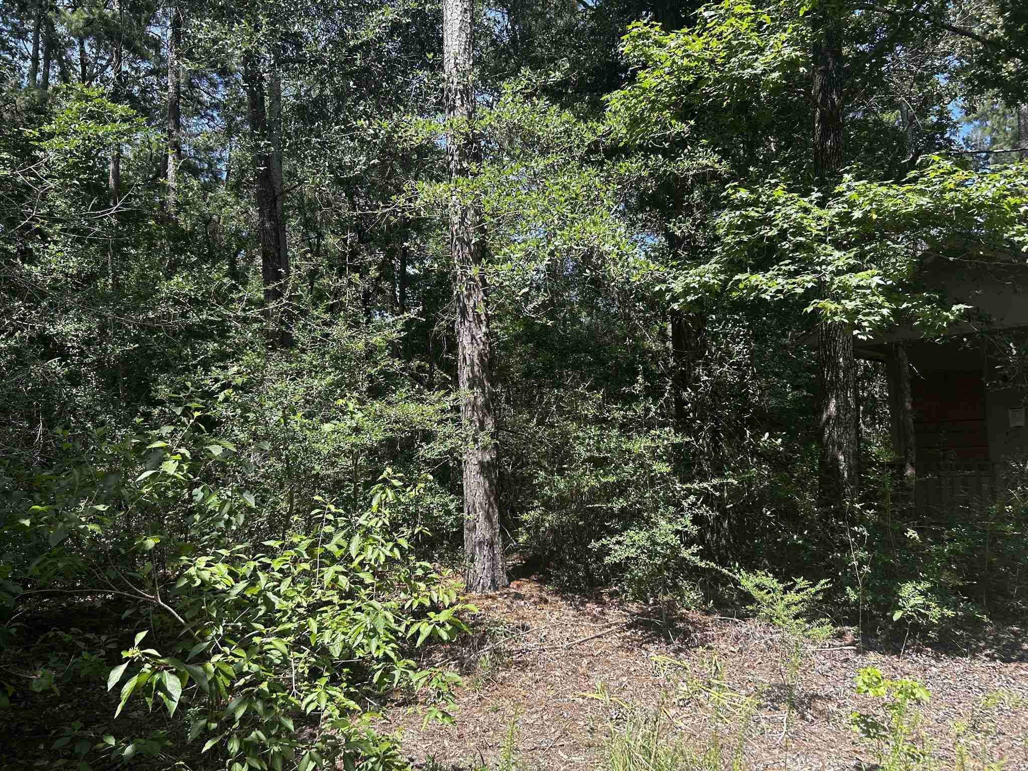384 Sandy Lane Ivanhoe, TX 75979 - Photo 5 of 10 a view of a forest with plants and trees