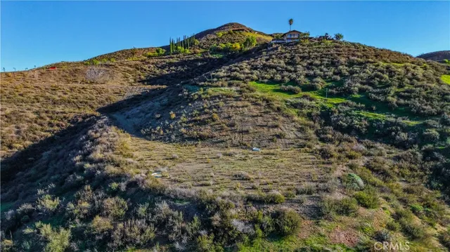 a view of a large tree