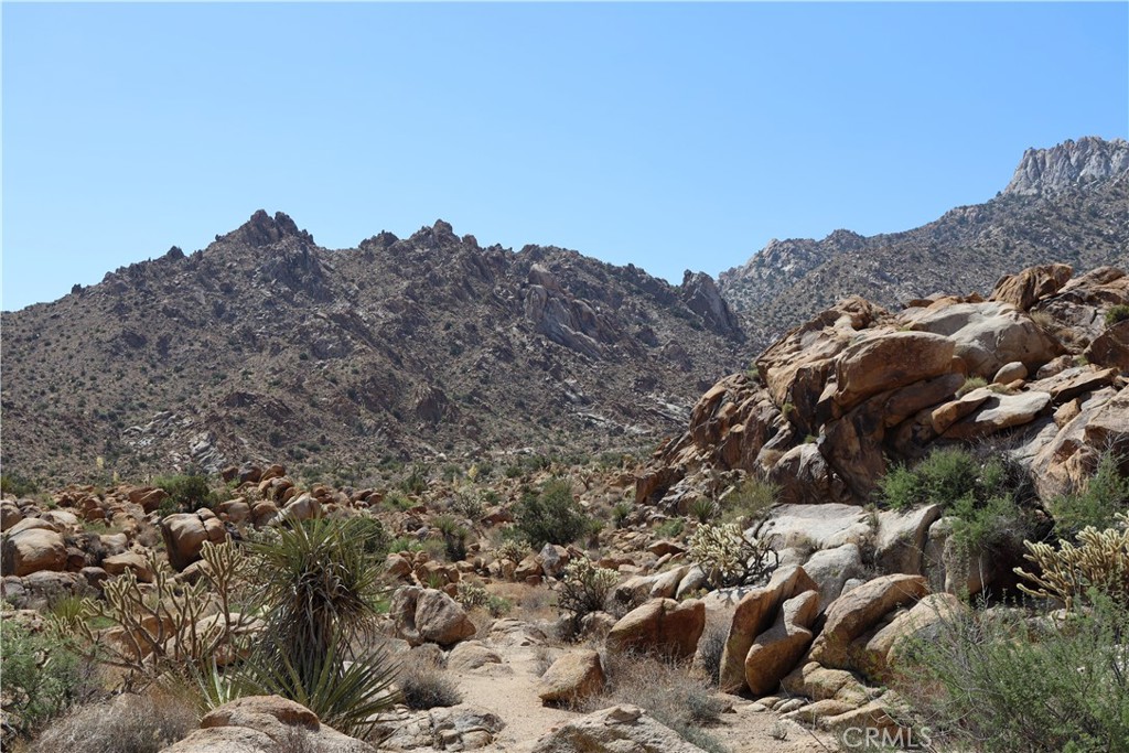 62070 Easterly Place Joshua Tree, CA 92252 - Photo 6 of 12 a view of a large tree