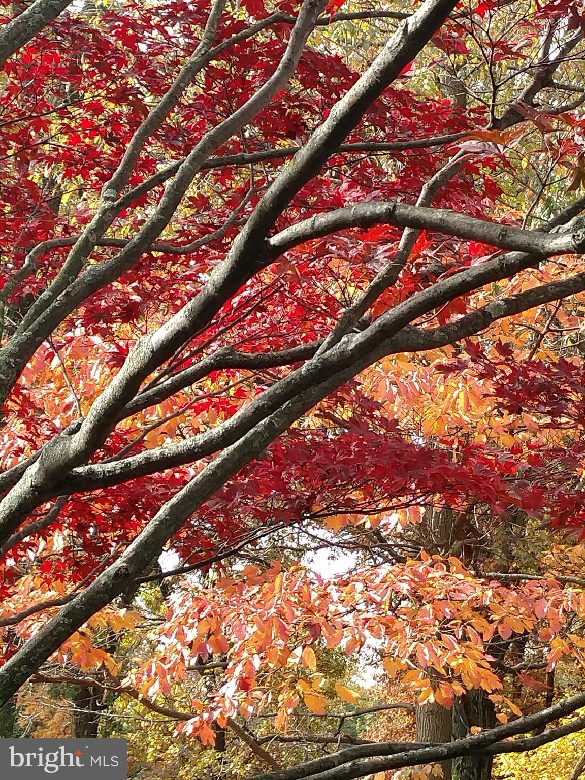 33 Ridge Road Malvern, PA 19355 - Photo 23 of 31 Beautiful foliage