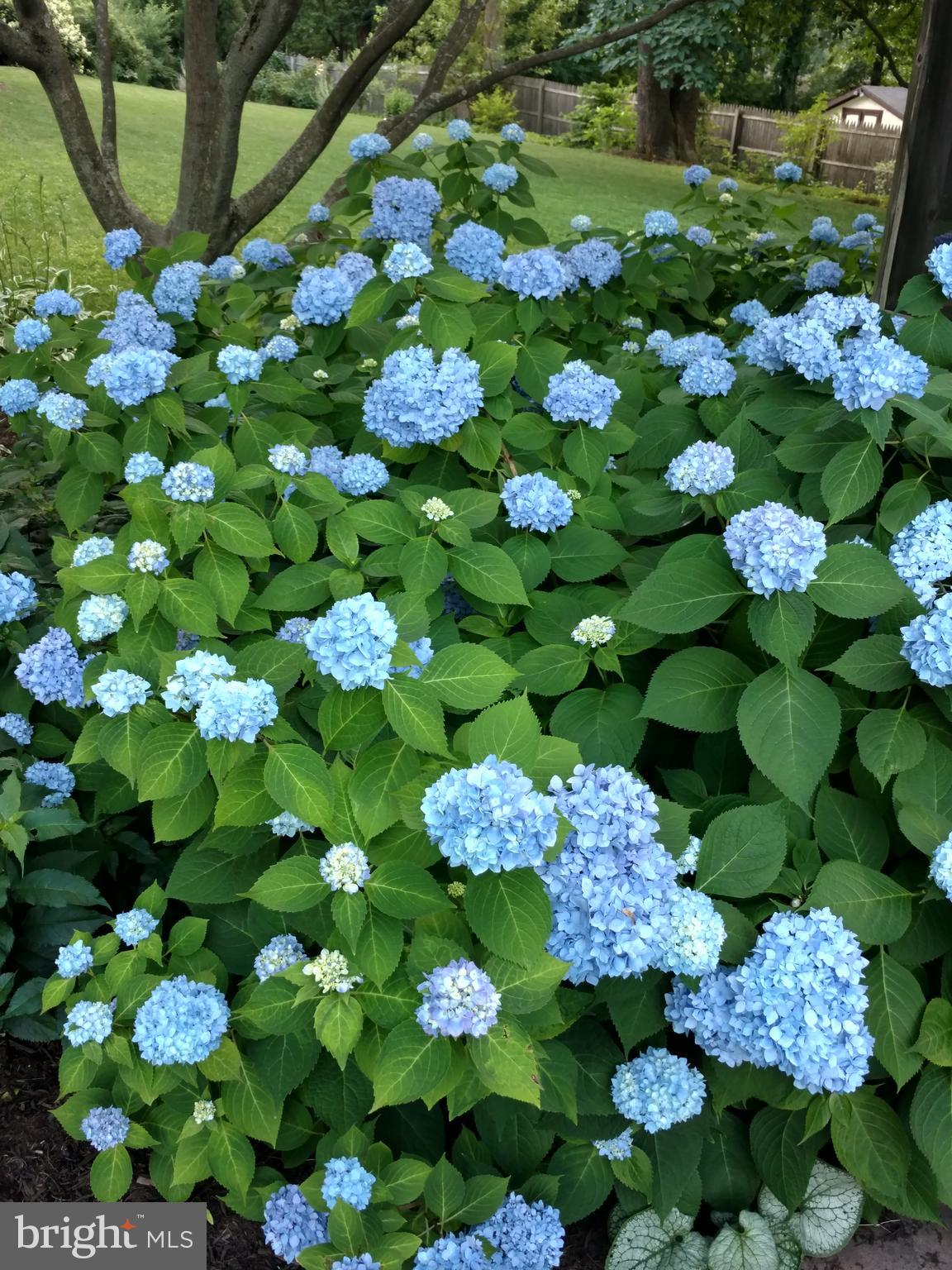 33 Ridge Road Malvern, PA 19355 - Photo 26 of 31 Lush hydrangea