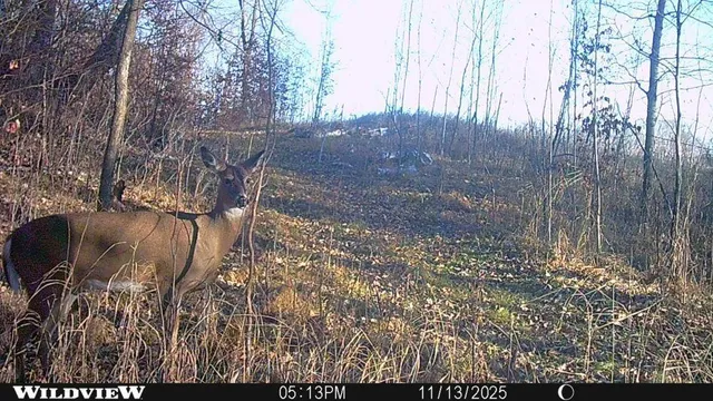 $1 | Tbd 360 Avenue, Frazee, MN 56544