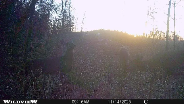 $1 | Tbd 360 Avenue, Frazee, MN 56544