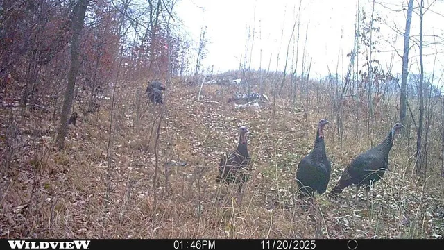 $1 | Tbd 360 Avenue, Frazee, MN 56544