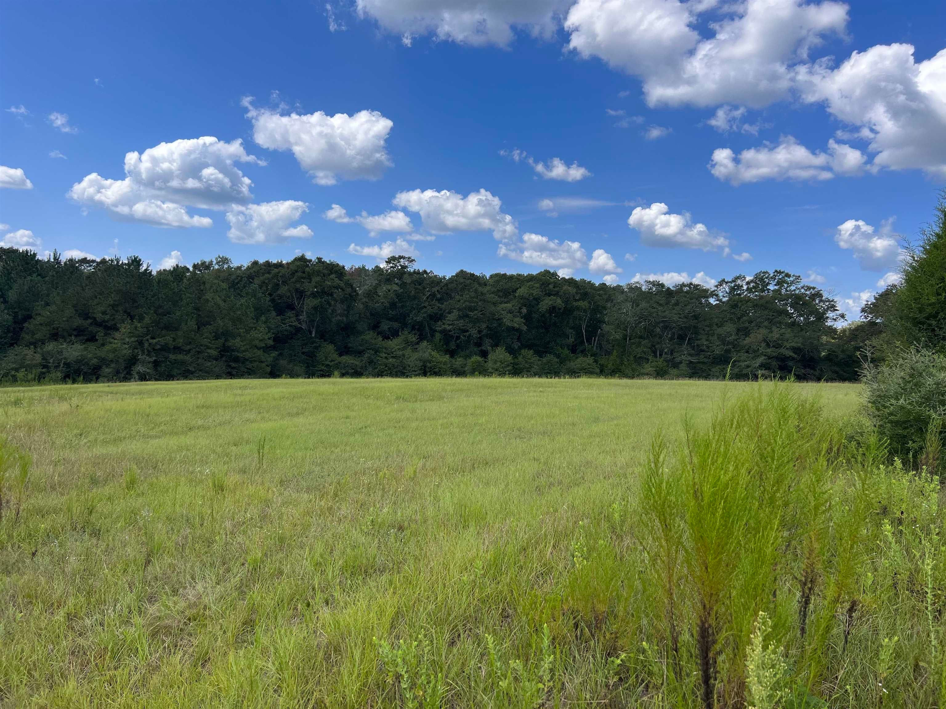 0 Mavis Carroll Road Clio, AL 36017 - Photo 1 of 3 Gallery Image 1