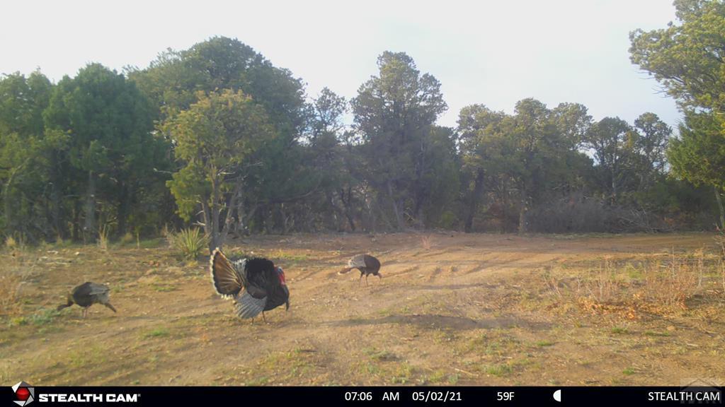 Tbd Turkey Run Trinidad, CO 81082 - Photo 18 of 60