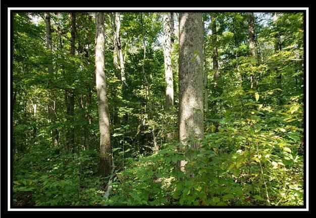 0 Pedigo Ridge Road, Unit TRACT 1) New Marshfield, OH 45766 - Photo 68 of 78 image068