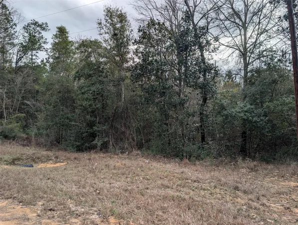 a view of a forest with trees in the background