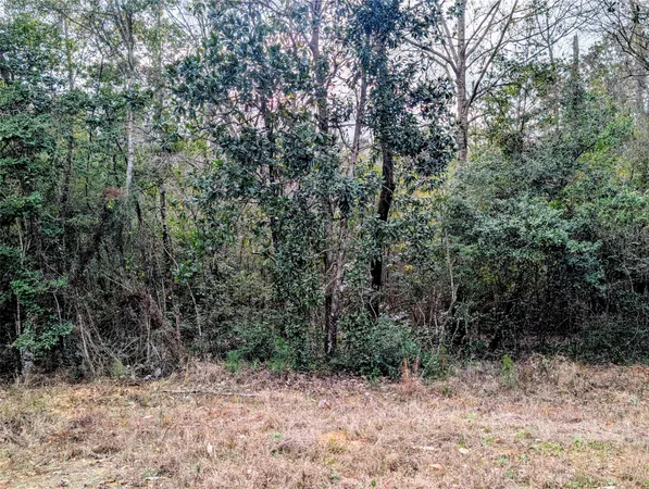 a view of a forest with trees in the background