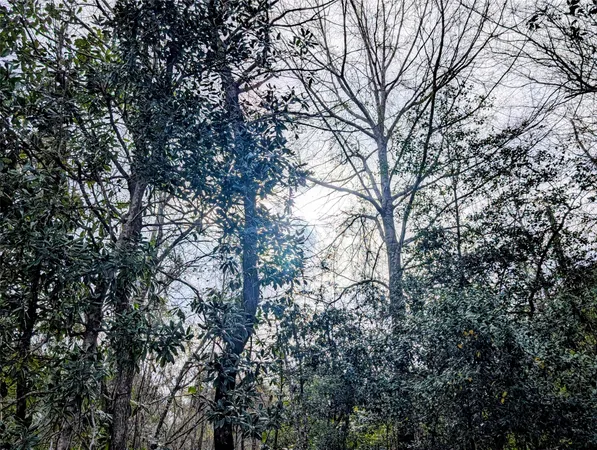 a backyard of a house with lots of trees