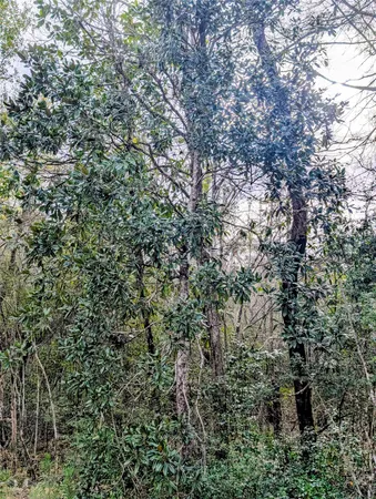 a view of a forest with lots of trees