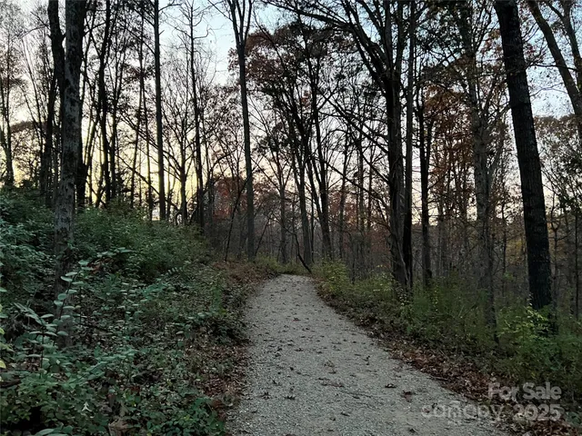 a view of a forest with trees in the background