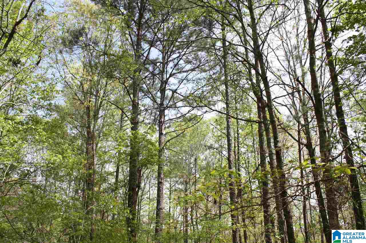 873 County Road, Unit 14 Wedowee, AL 36278 - Photo 4 of 9
