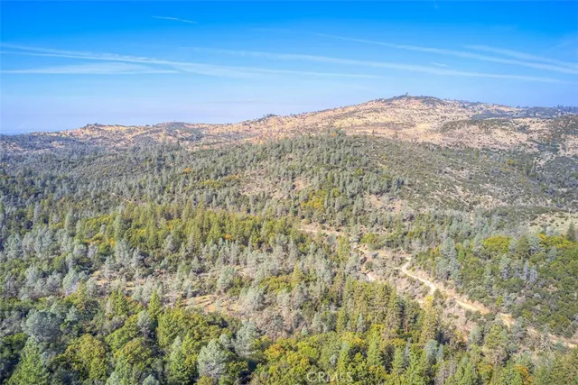 a view of a forest with a tree