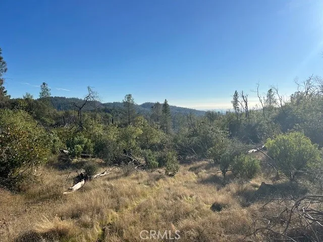a view of a forest with a tree in the background
