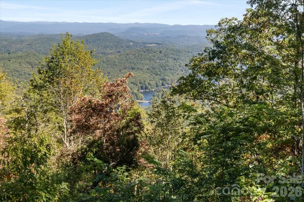a view of a forest with a mountain in the background