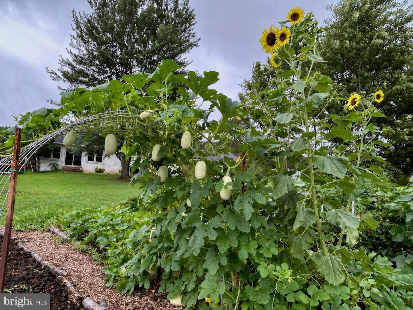 481 James City Road Leon, VA 22725 - Photo 86 of 89 a view of a garden with a tree