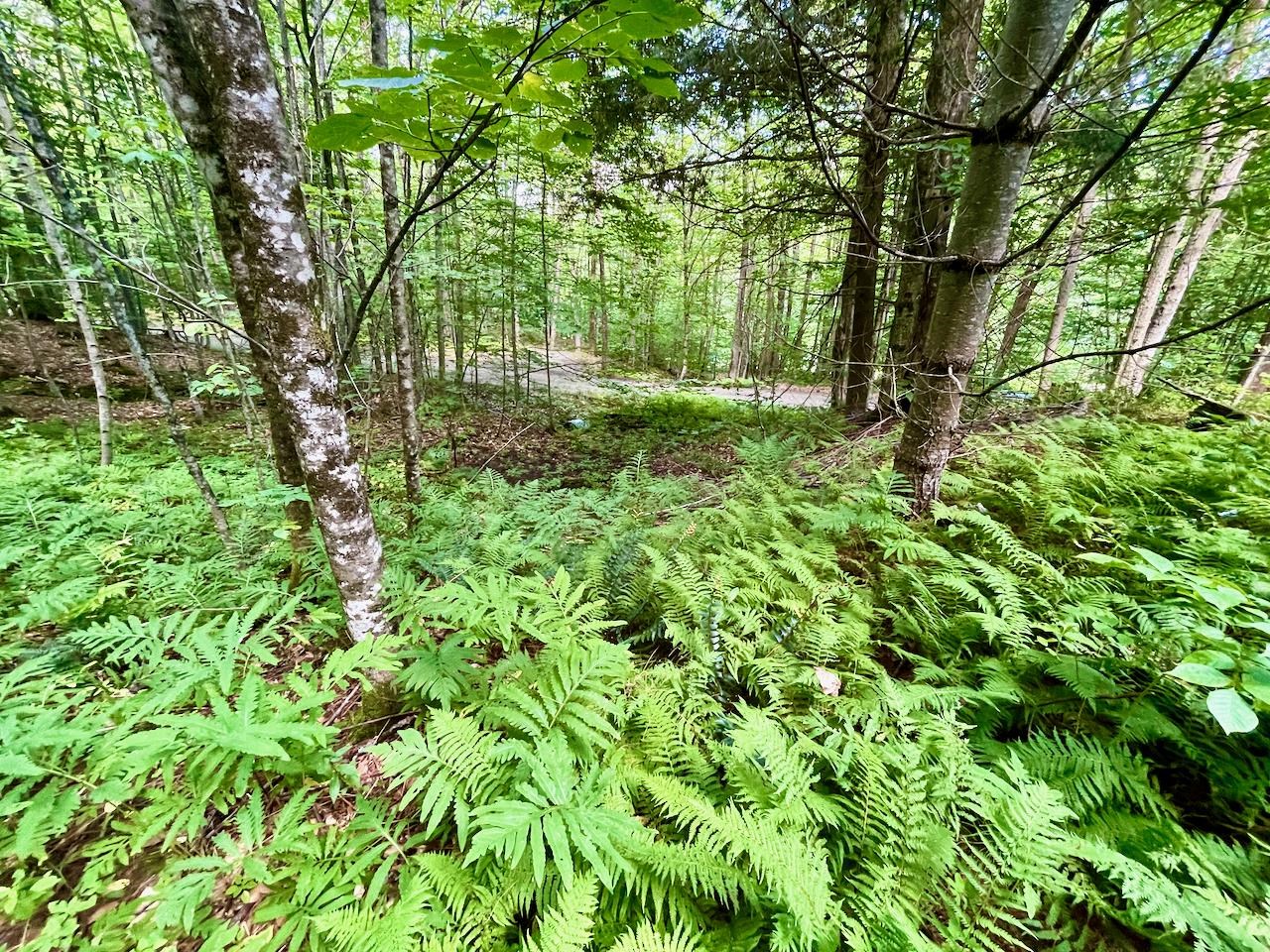 2718 Camels Hump Road Duxbury, VT 05676 - Photo 3 of 9 Gallery Image 3