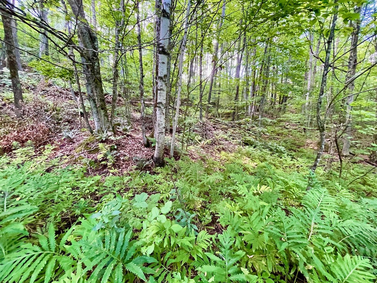 2718 Camels Hump Road Duxbury, VT 05676 - Photo 4 of 9 Gallery Image 4